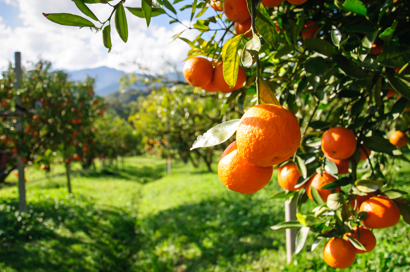 Sunlit citrus grove with ripe oranges on the branch